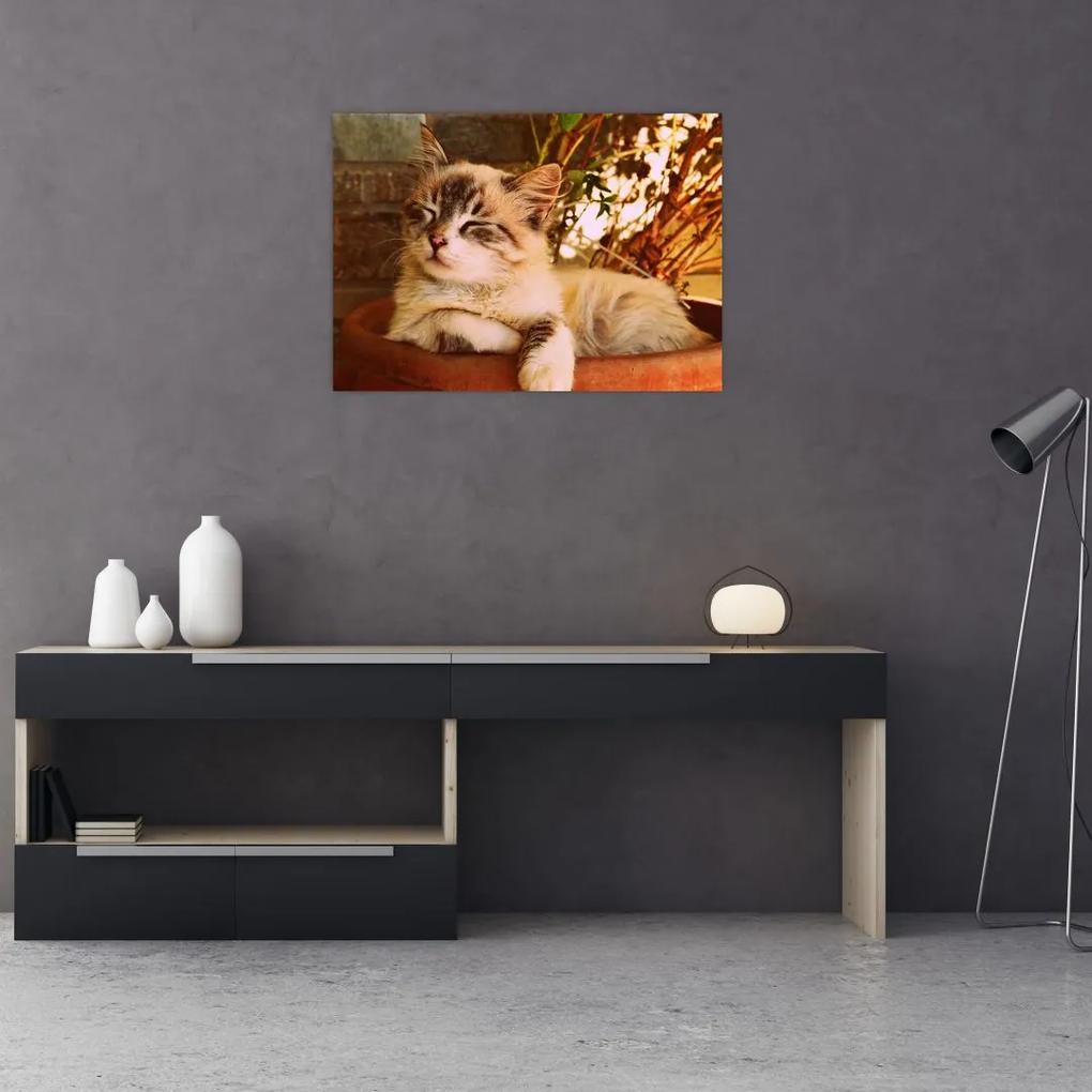 Sklenený obraz mačky v kvetináči (70x50 cm)