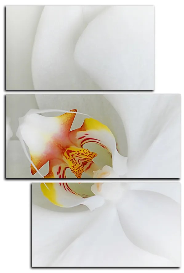 Obraz na plátne - Detailný záber bielej orchidey - obdĺžnik 7223D (105x70 cm)