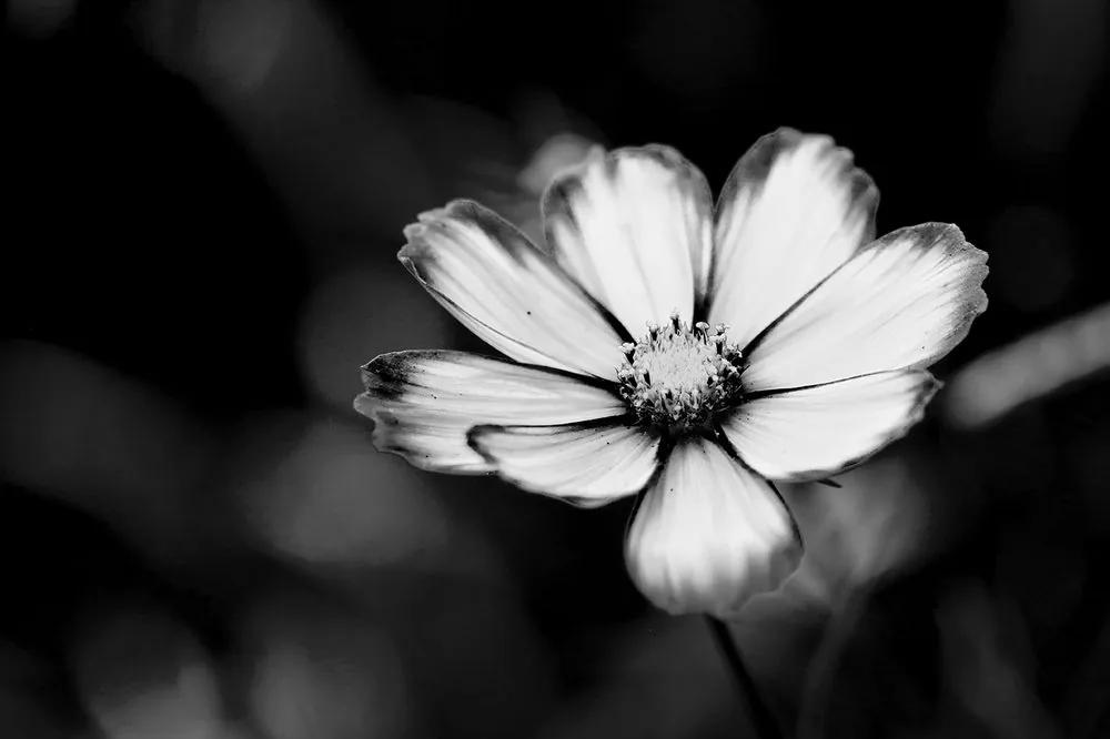 Samolepiaca fototapeta záhradný čiernobiely kvet krasuľky - 150x100