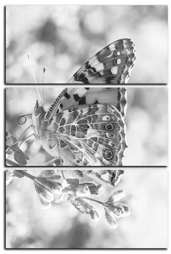 Obraz na plátne - Motýľ na levandule - obdĺžnik 7221QB (90x60 cm  )