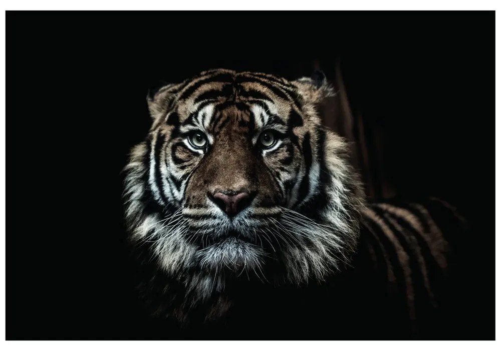 Samolepiaca fototapeta tiger