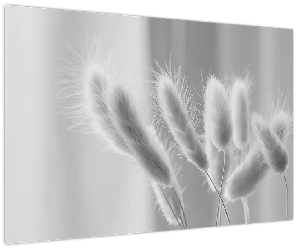 Obraz - Bunny tail grass (90x60 cm)