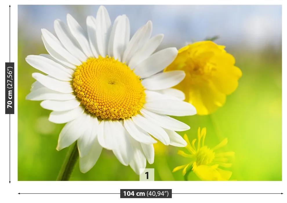 Fototapeta Vliesová Harmanček kvety 416x254 cm