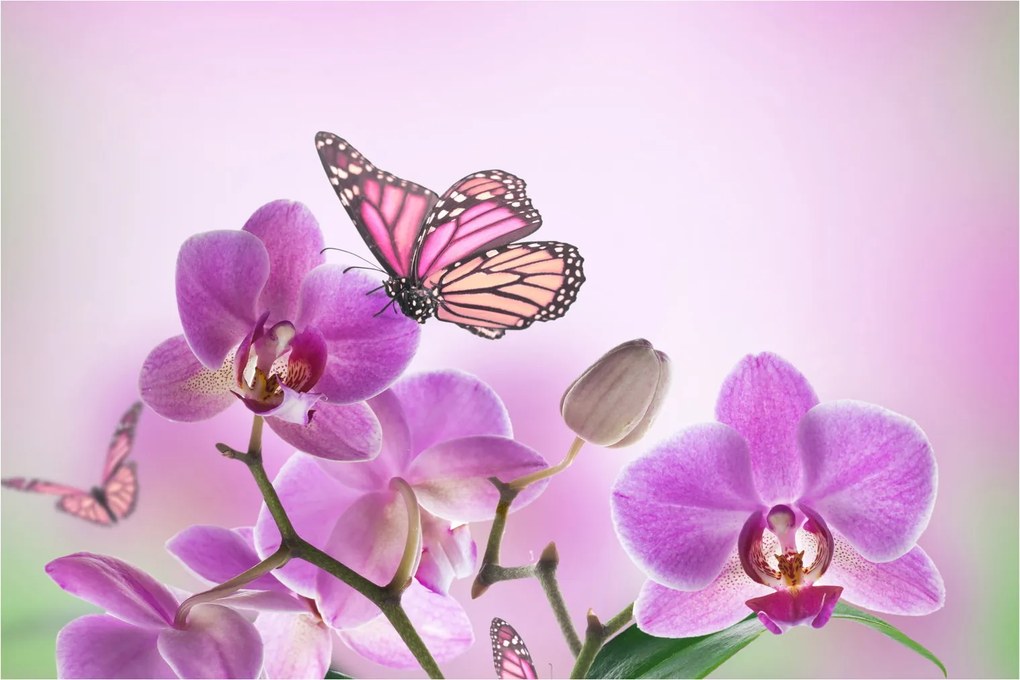 Obraz - Motýľ na kvetoch orchidey, lila (90x60 cm)