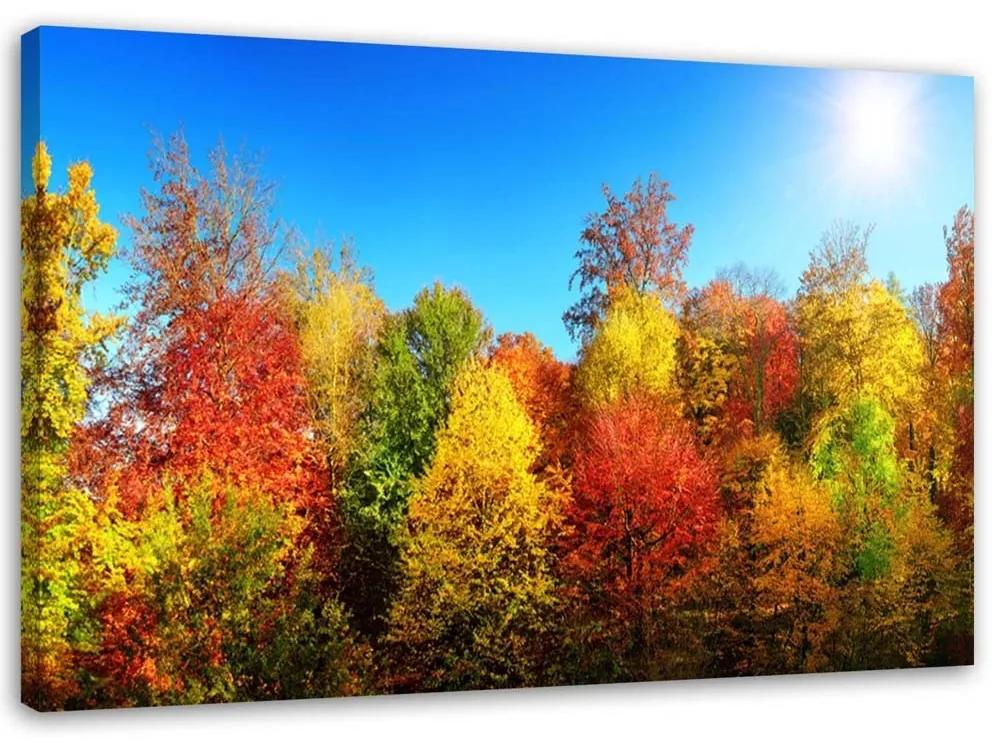 Obraz na plátně Barevná lesní podzimní krajina - 100x70 cm