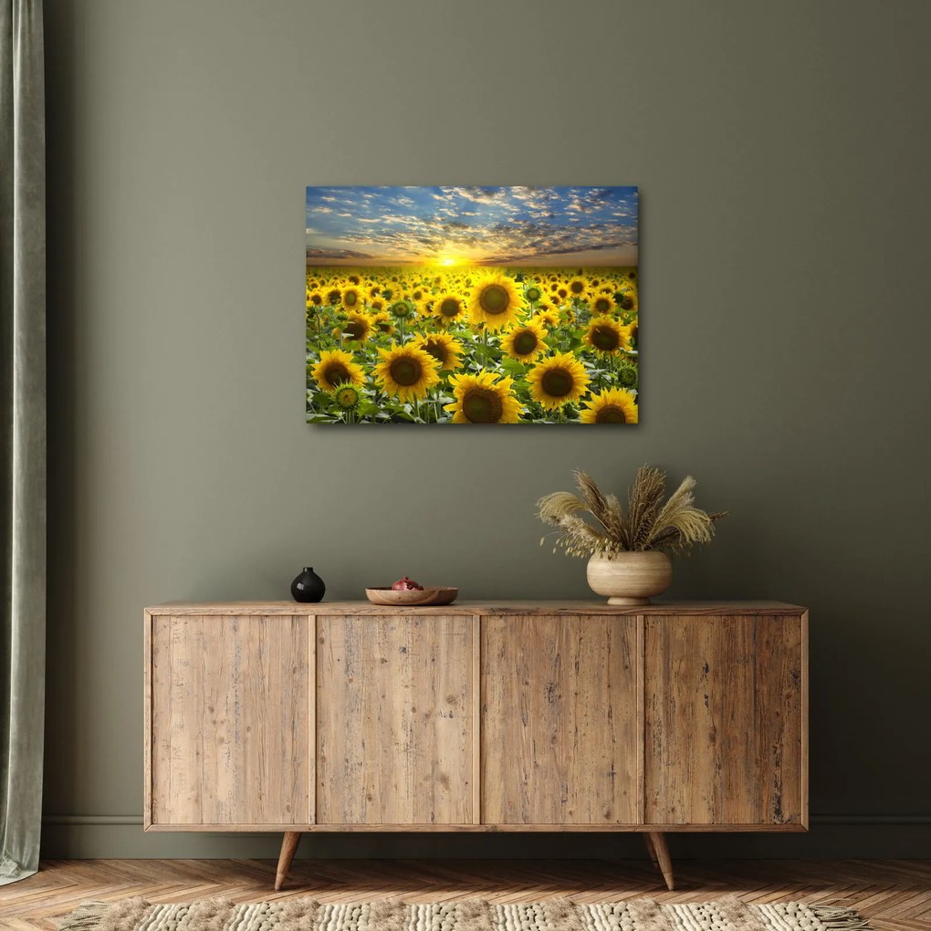 Obraz - Slnečnica pri západe slnka (70x50 cm)