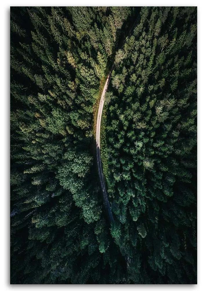 Gario Obraz na plátne Pohľad na les z vtáčej perspektívy - Nikita Abakumov Rozmery: 40 x 60 cm