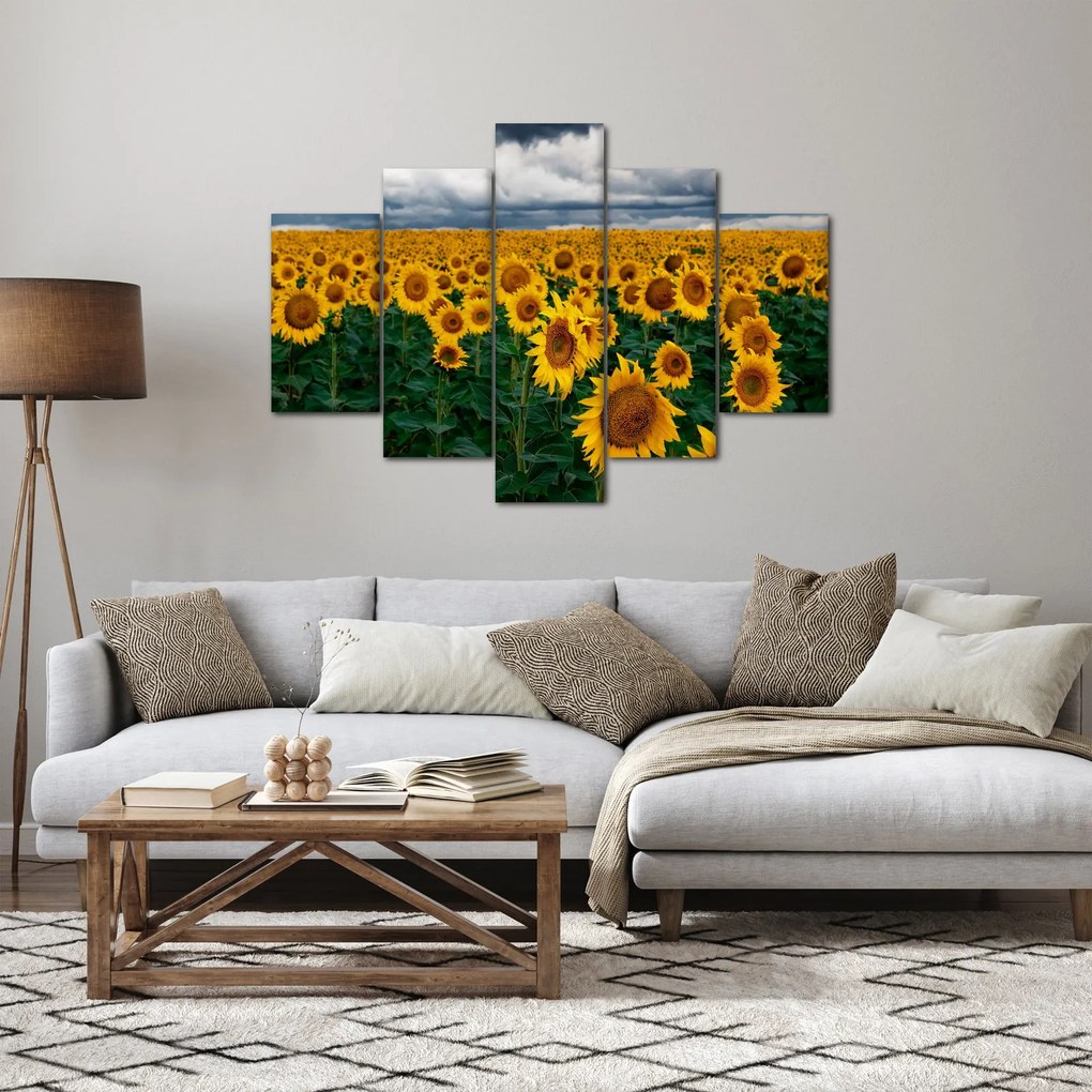 Obraz slnečnicového poľa (150x105 cm)