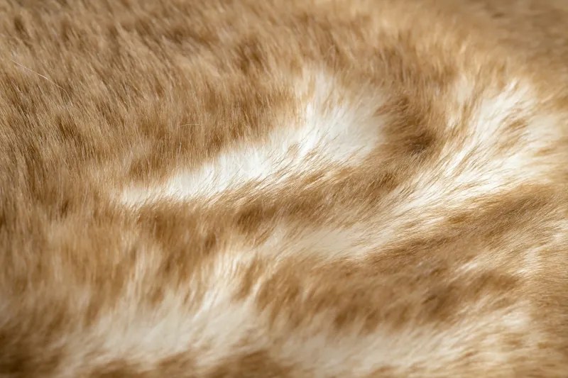 Okrúhly prateľný koberec LAPIN shaggy protišmykový , slonová kosť / hnedá Veľkosť: kruh 180 cm