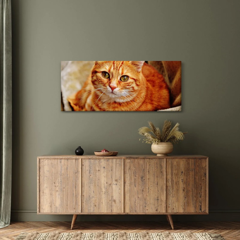 Obraz ležiace mačky (120x50 cm)