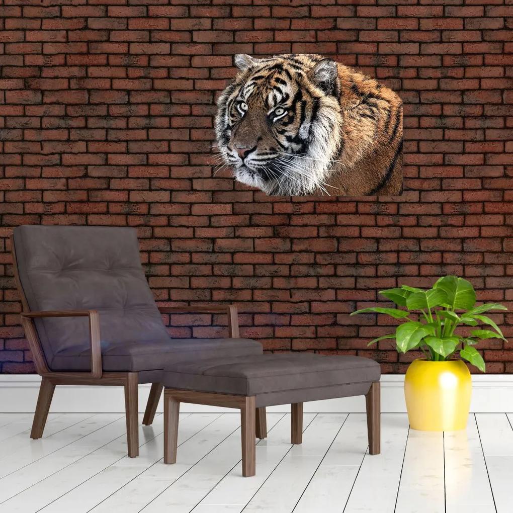 Sklenený obraz tigra (70x50 cm)