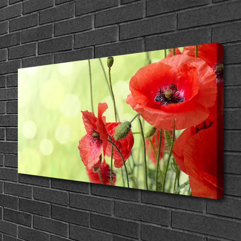 Obraz Canvas Maky kvety príroda 120x60 cm