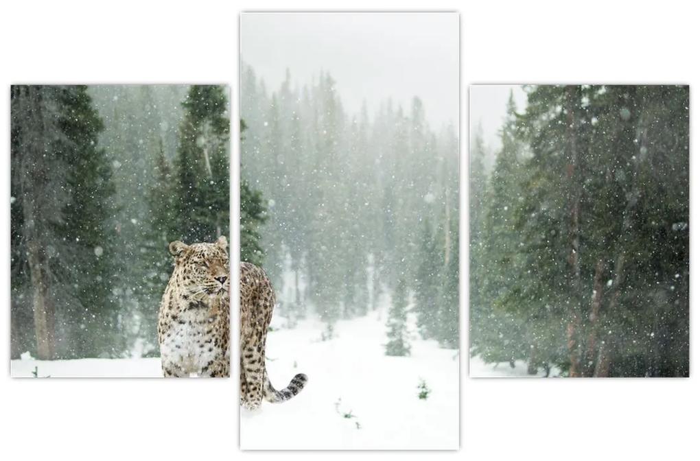 Obraz leoparda v snehu (90x60 cm)