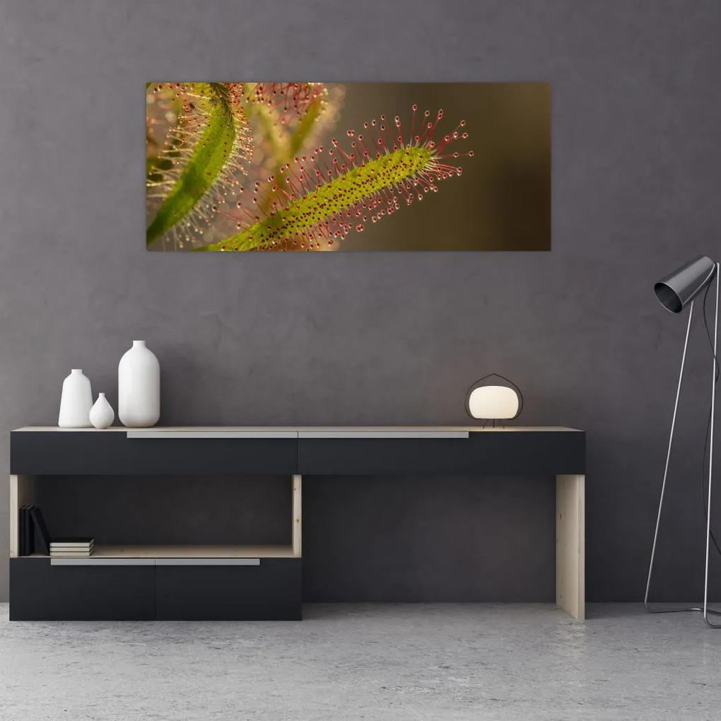 Obraz rastliny (120x50 cm)