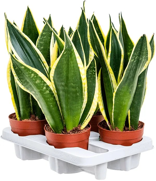 Sansevieria trifasciata Lemon Flame 14x45 cm