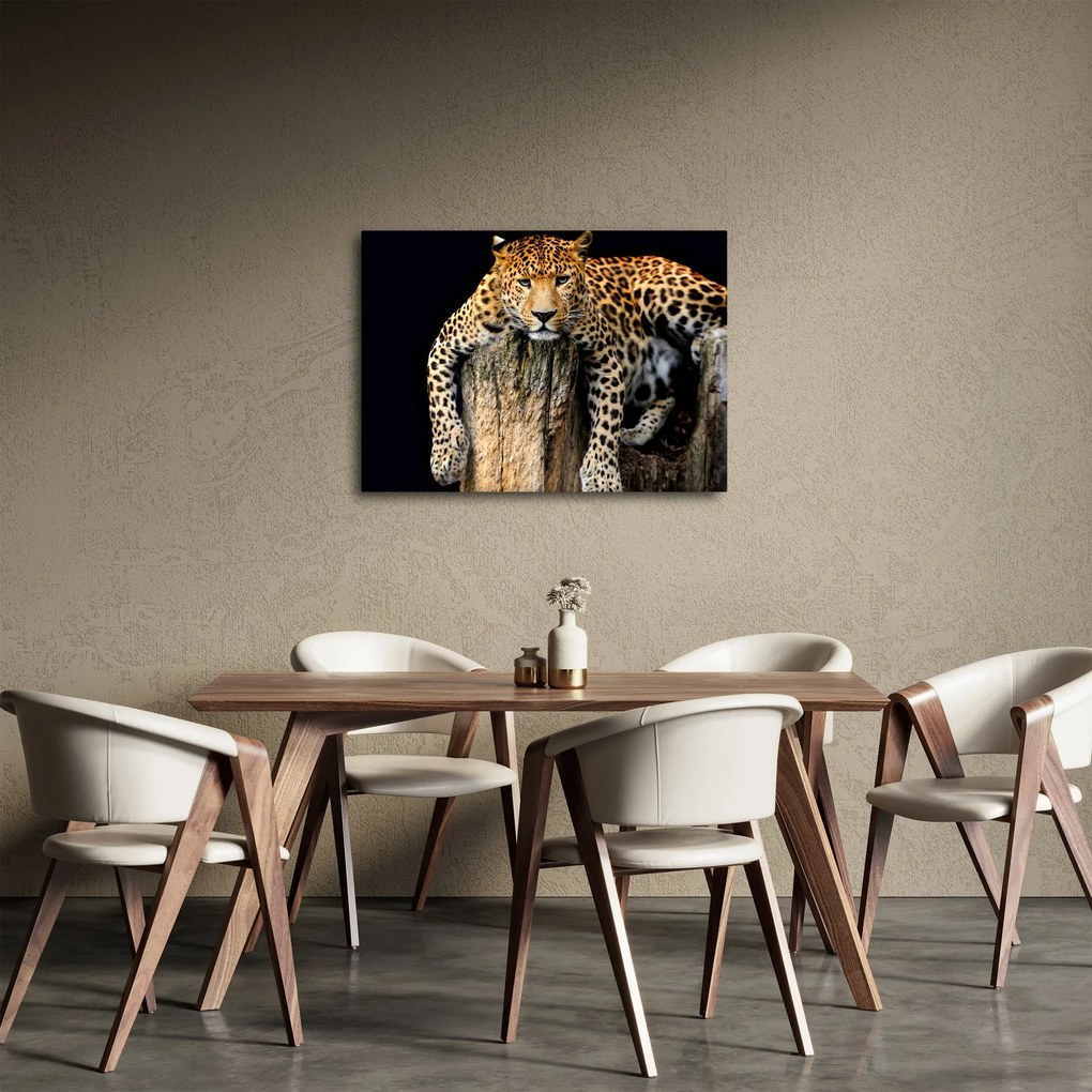 Obraz - Gepard (70x50 cm)