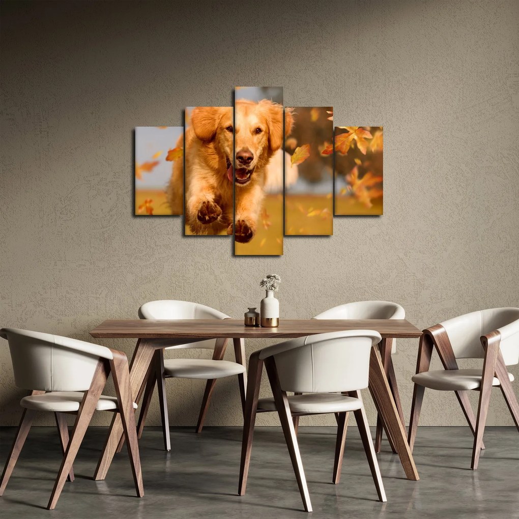 Obraz - Zlatý retriever (150x105 cm)