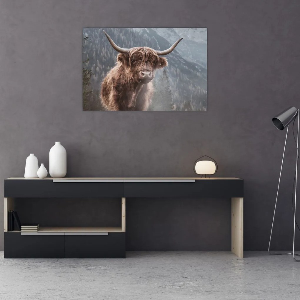 Obraz - Highlander krava (90x60 cm)