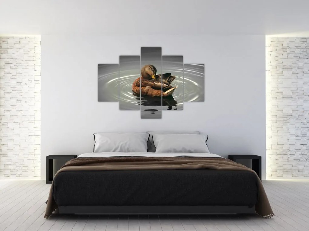 Obraz - kačice vo vode
