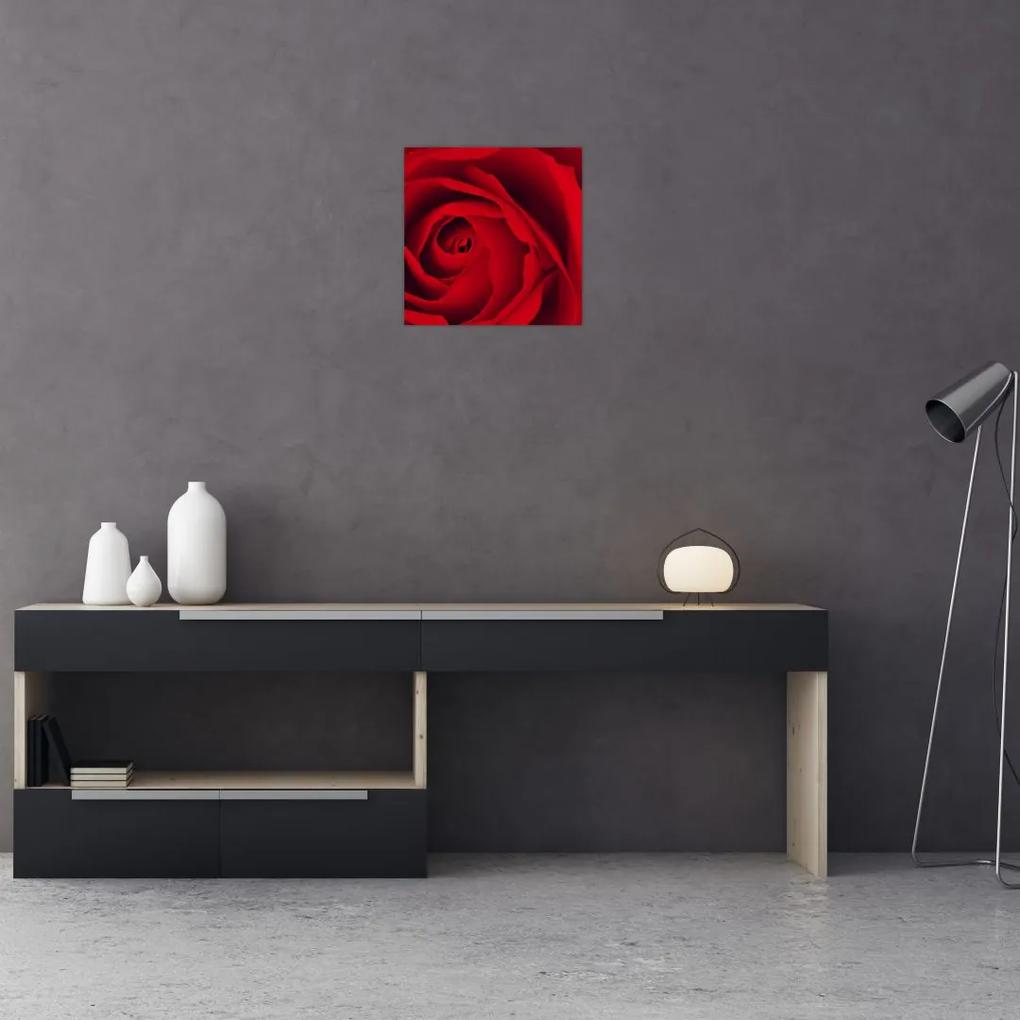 Detail červené ruže - obraz