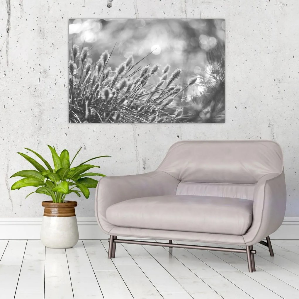 Obraz - Béžová soft grass N⁰1 (90x60 cm)