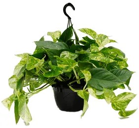 Scindapsus (Epipremnum) 'Aureum' Hanger (40-50 cm) 20x45 cm