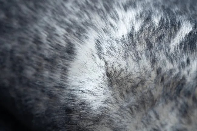 Koberec LAPIN Shaggy slonia kosť/čierny protišmykový