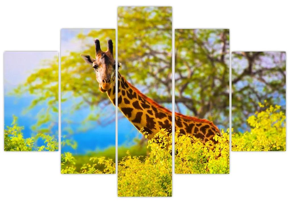 Obraz žirafy v Afrike (150x105 cm)