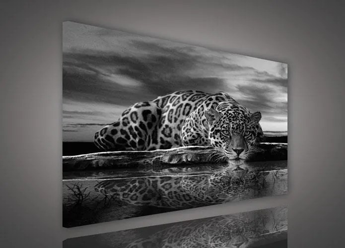 Obraz na plátne jaguár čiernobiely 100 x 75 cm