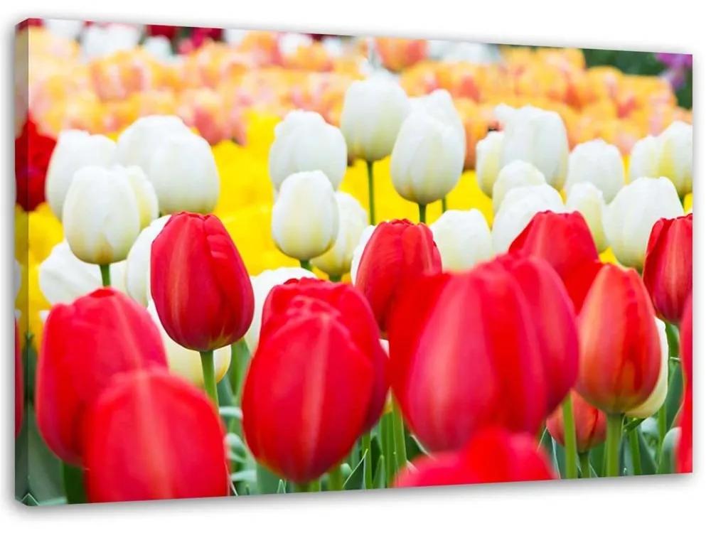 Obraz na plátně Tulipány Květiny Příroda Rostliny - 100x70 cm