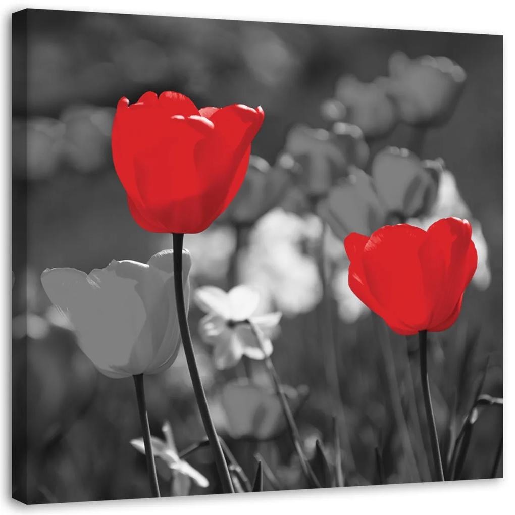 Obraz na plátně Červené květy Tulipány Příroda - 50x50 cm
