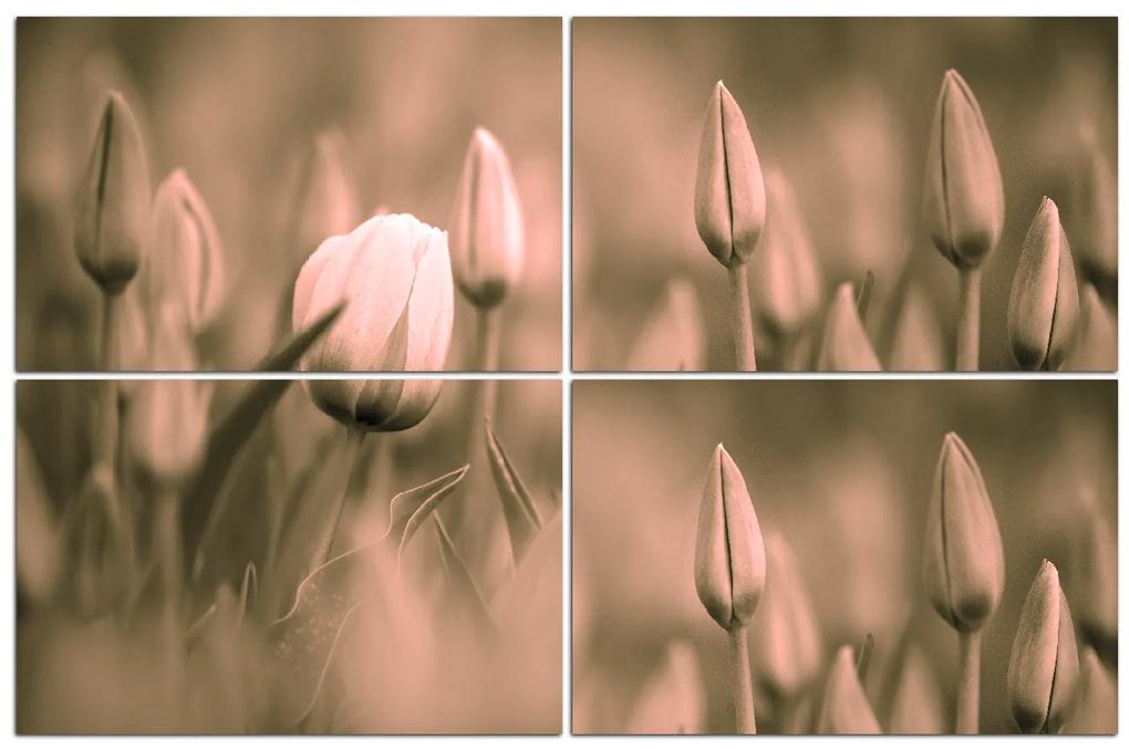 Obraz na plátne - Tulipán kvitnúci 101FE (120x80 cm)