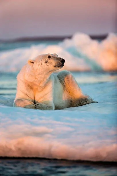 Umelecká fotografie Polar Bear Resting on Sea Ice, Nunavut, Canada, Paul Souders, (26.7 x 40 cm)