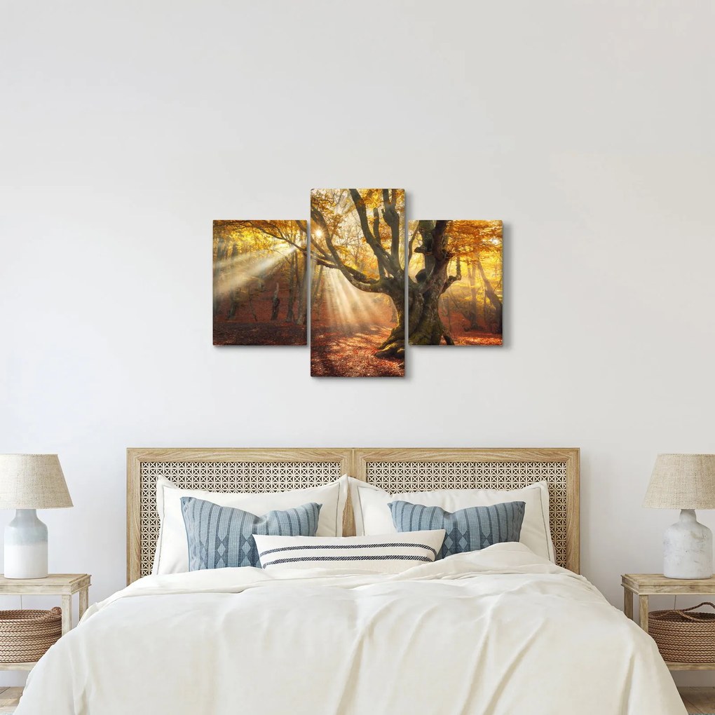 Obraz - Jesenný svit (90x60 cm)