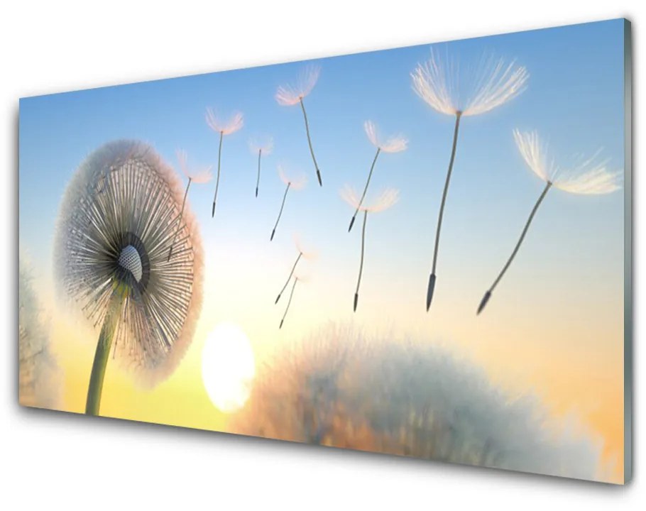 Obraz plexi Púpava kvety 120x60 cm