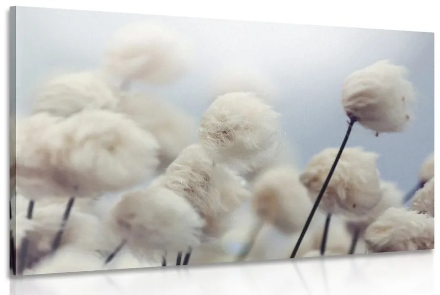Obraz arktické kvety bavlny