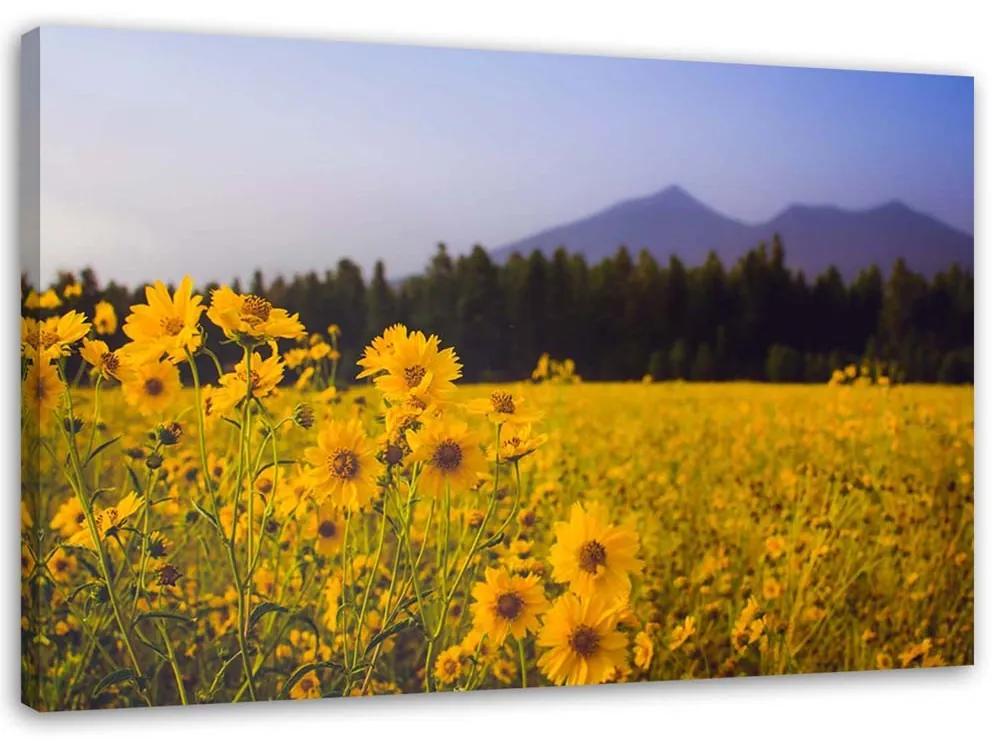 Gario Obraz na plátne Žlté poľné kvety Rozmery: 60 x 40 cm