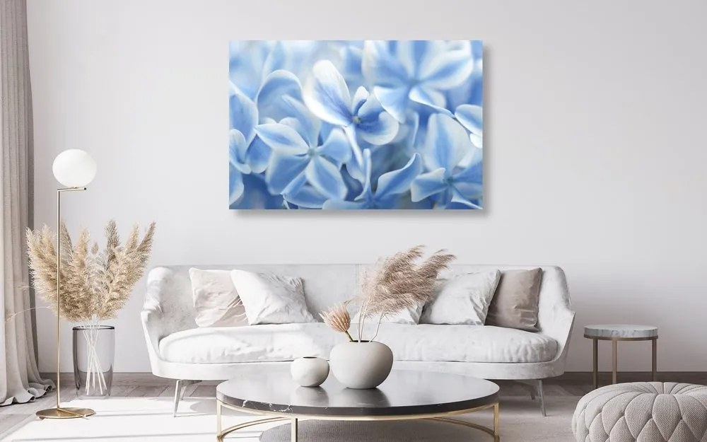 Obraz kvety hortenzie v modrobielom nádychu Varianta: 120x80