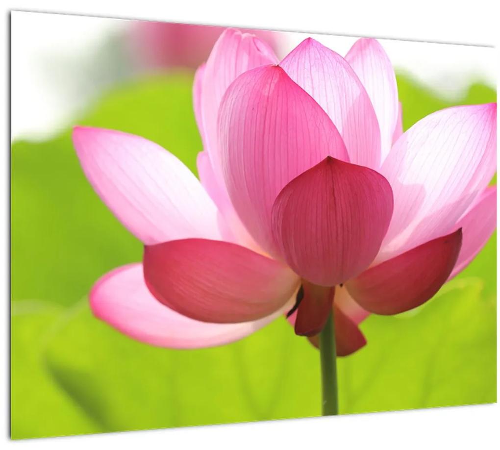 Obraz kvetu Lotusu (70x50 cm)
