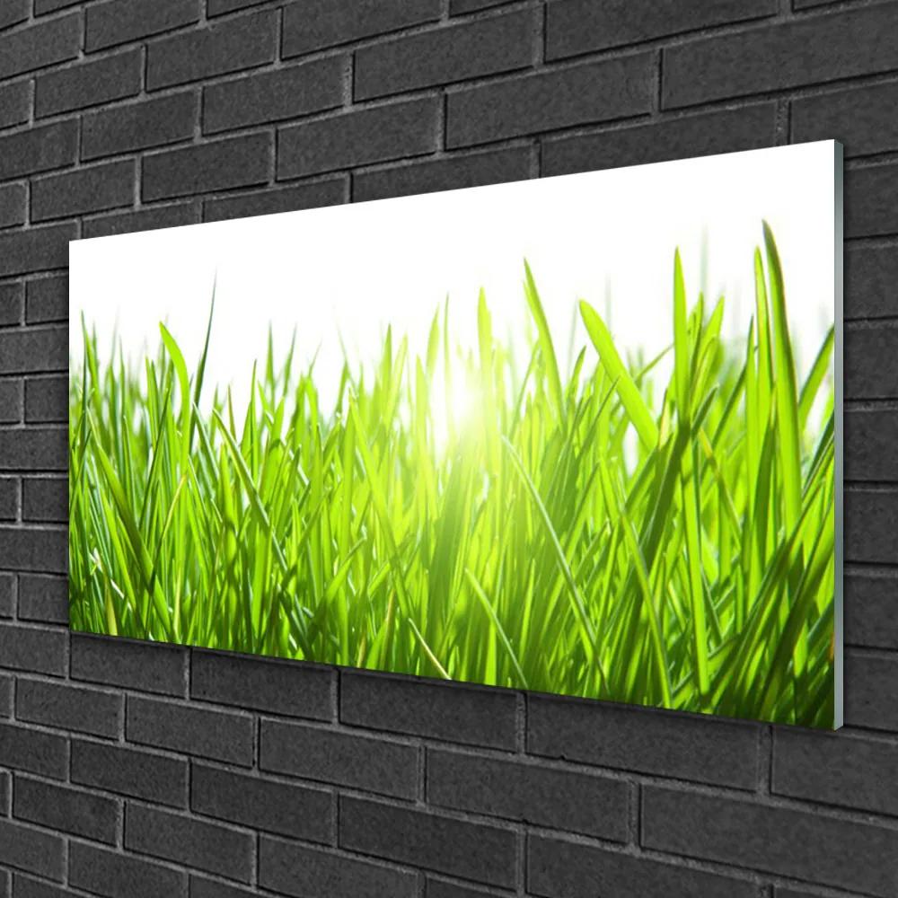 Skleneny obraz Tráva rastlina príroda 140x70 cm