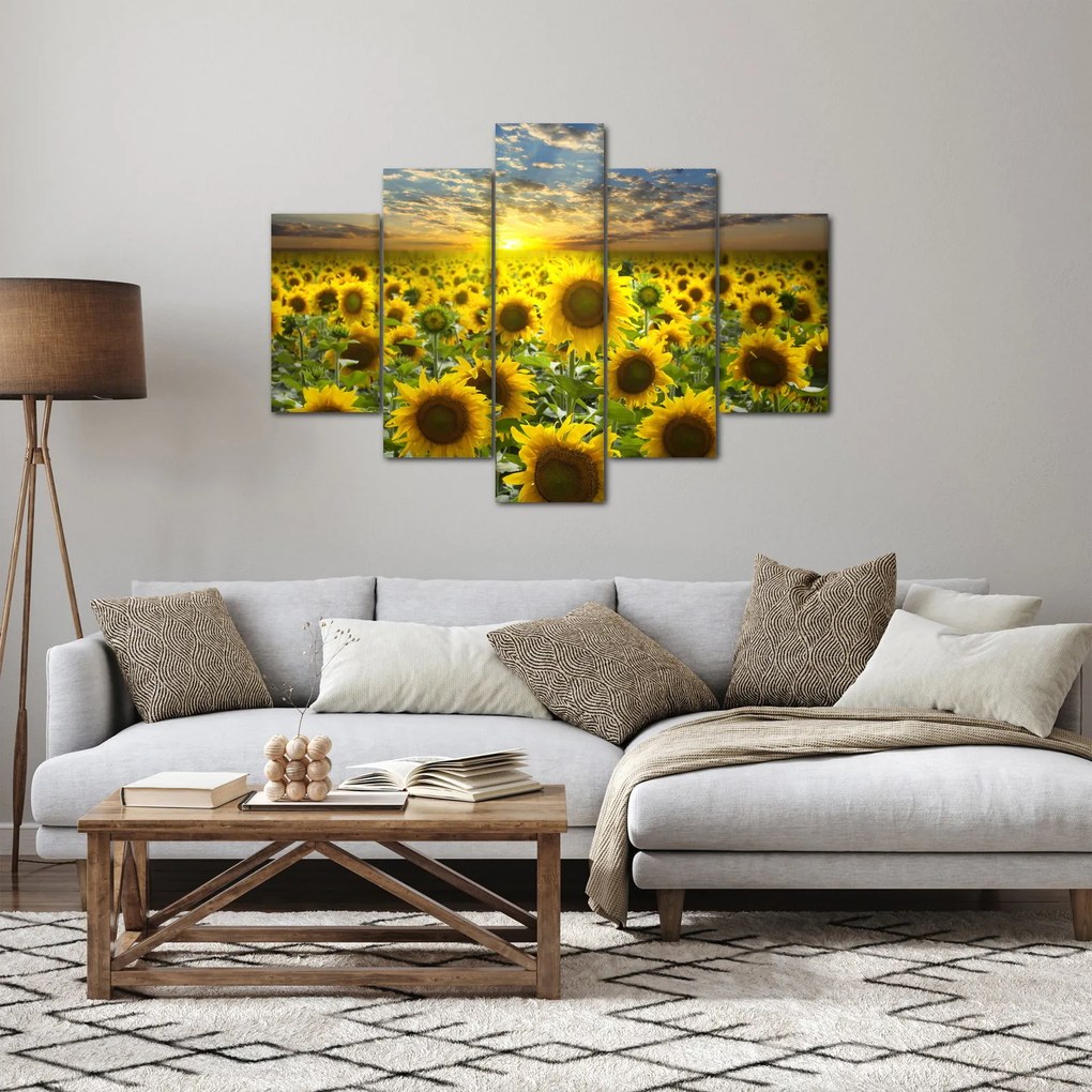 Obraz - Slnečnica pri západe slnka (150x105 cm)