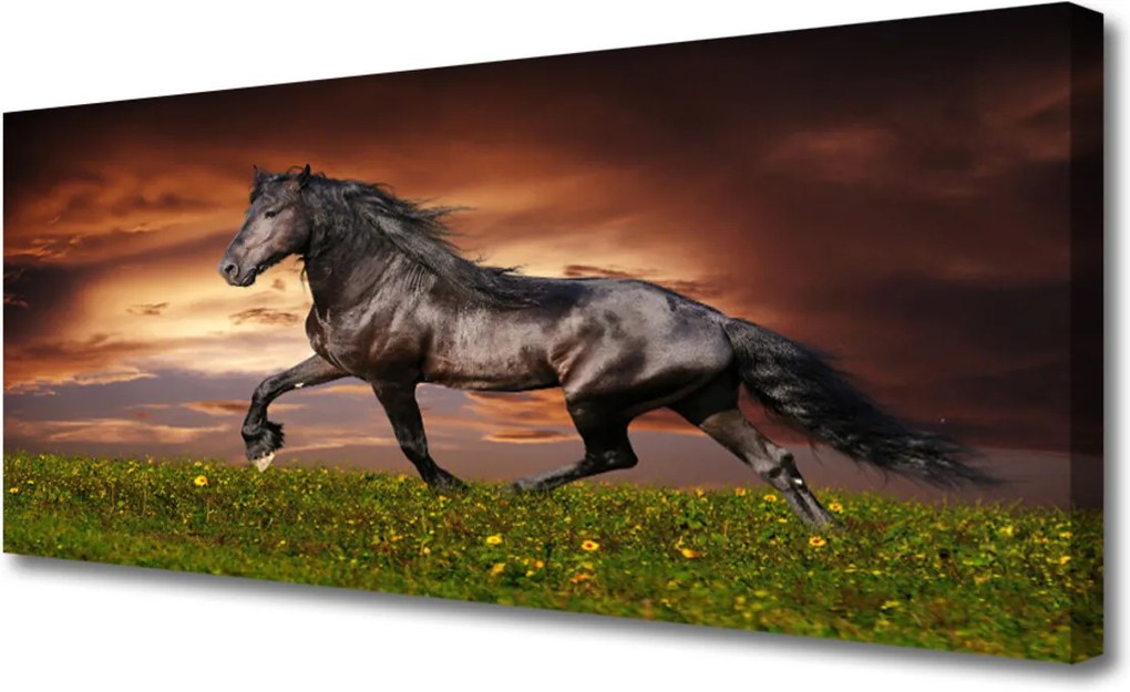 Obraz na plátně Čierny Kôň Lúka Zvieratá
