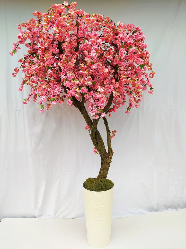 Japonská čerešňa- gigant 180cm