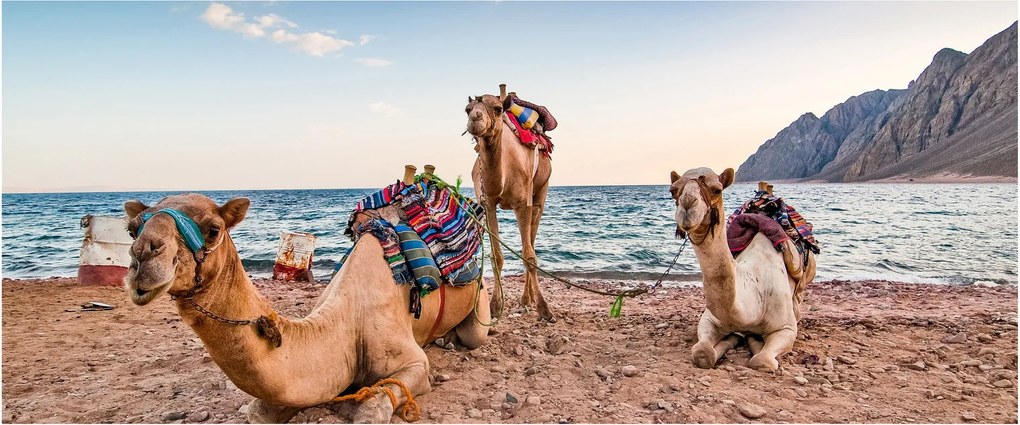 Obraz tiav (120x50 cm)