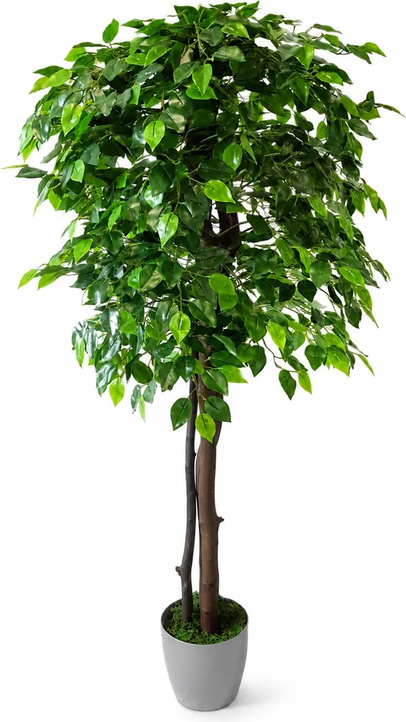 Fikus Benjamin 160 cm