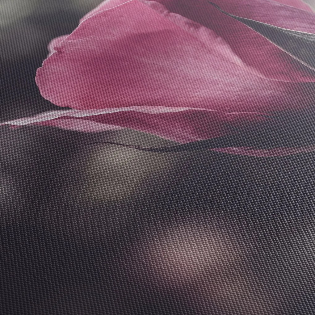 Obraz - Detail kvetu ruže (s hodinami) (90x30 cm)