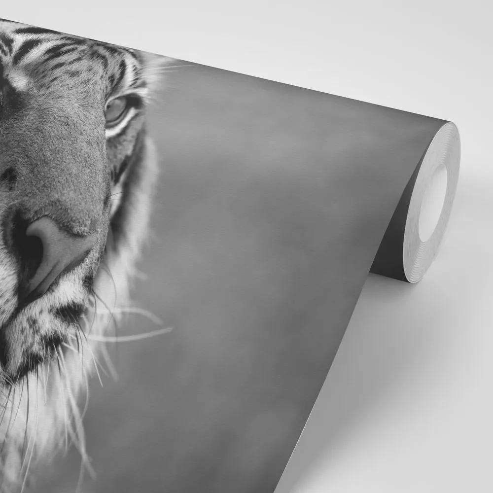 Samolepiaca fototapeta bengálsky čiernobiely tiger - 300x200