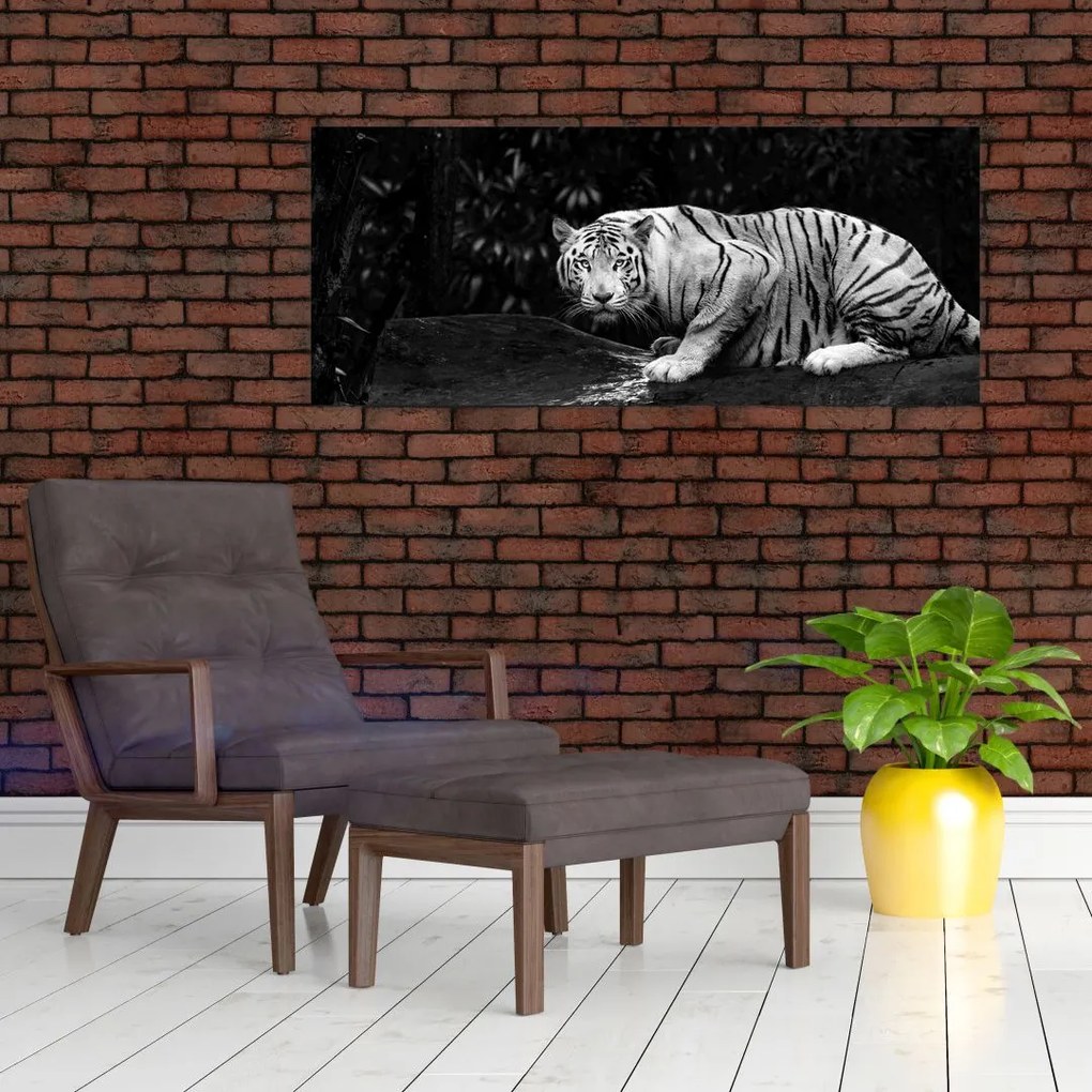 Obraz - Tiger albín, čiernobiely (120x50 cm)