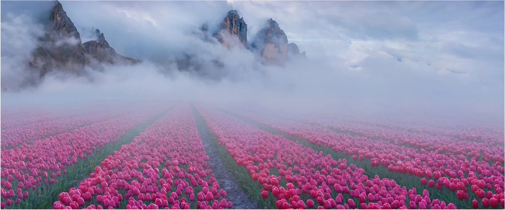 Obraz - Krajina s tulipánovými poľami (120x50 cm)