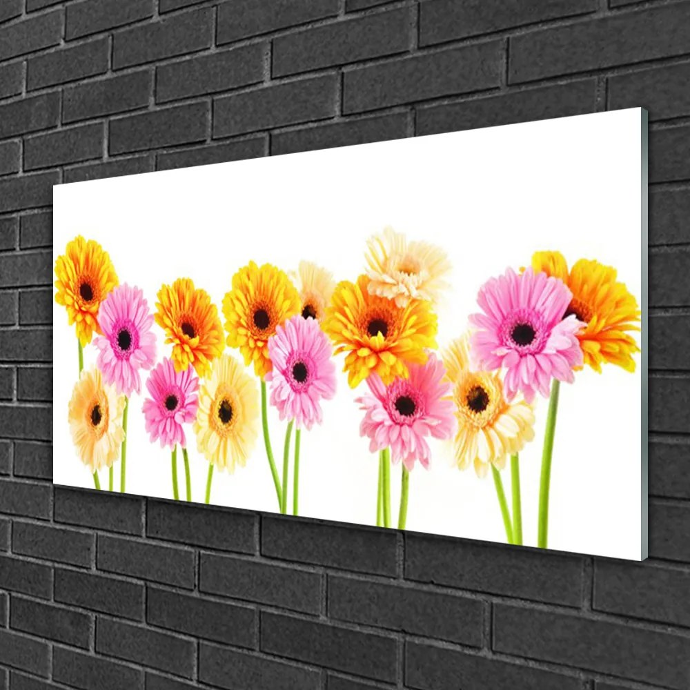 Skleneny obraz Farebné kvety gerbery 100x50 cm